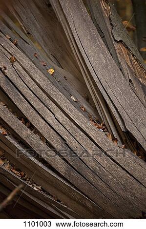 Stock Image - Detail of a fallen tree. Fotosearch