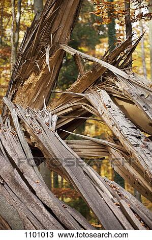 Detail of a fallen tree View Large Photo Image Stock Image - Detail of a fallen tree. Fotosearch
