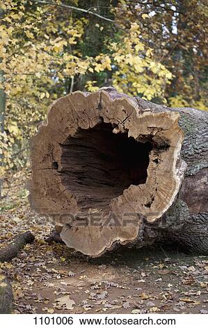 Detail of a fallen tree View Large Photo Image Stock Photograph - Detail of a fallen tree. Fotosearch