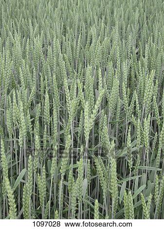 Stock Photo - Detail of wheat growing in a field. Fotosearch