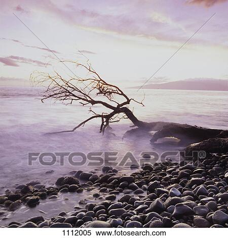 Driftwood on a rock beach in the morning View Large Photo Image Stock Photography - Driftwood on a rock beach in the morning. Fotosearch