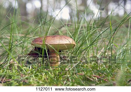 Edible Mushroom, Bay Bolete (Boletus badius) View Large Photo Image Stock Image - Edible Mushroom, Bay Bolete (Boletus badius). Fotosearch