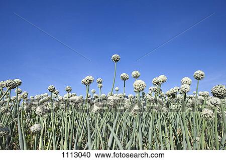 Field of garlic, low angle view, close-up View Large Photo Image Stock Image - Field of garlic, low angle view, close-up. Fotosearch