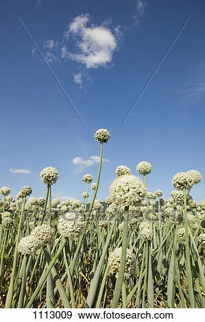 Field of garlic, low angle view, close-up View Large Photo Image Stock Photo - Field of garlic, low angle view, close-up. Fotosearch