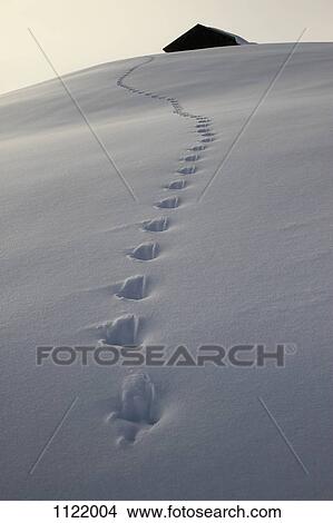 Footprints leading up to cabin View Large Photo Image Picture - Footprints leading up to cabin. Fotosearch