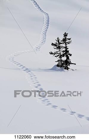 Footstep trail on snow View Large Photo Image Stock Image - Footstep trail on snow. Fotosearch