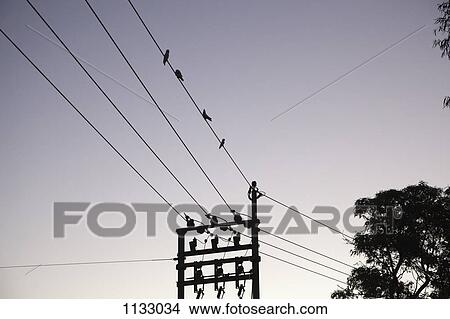 Four birds on a power line, low angle view View Large Photo Image Picture - Four birds on a power line, low angle view. Fotosearch
