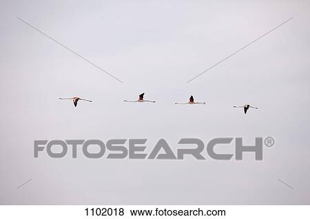 Four Greater Flamingoes flying in a row View Large Photo Image Stock Photo - Four Greater Flamingoes flying in a row. Fotosearch