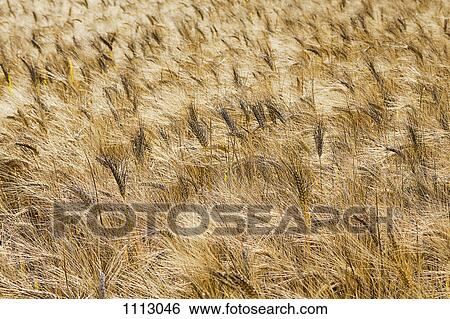 Stock Photograph - Full frame of a wheat field. Fotosearch