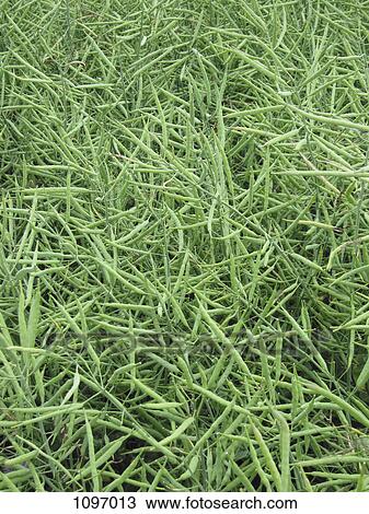 Stock Image - Green beans. Fotosearch