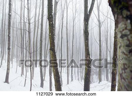 Hazy winter forest View Large Photo Image Stock Photo - Hazy winter forest. Fotosearch