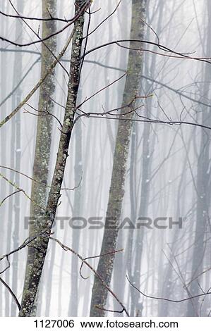Hazy winter forest View Large Photo Image Stock Photograph - Hazy winter forest. Fotosearch