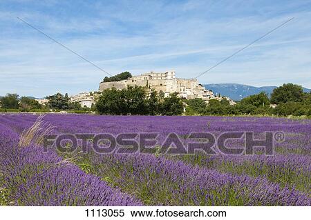 Lavender growing in the fields of Grignan, France View Large Photo Image Stock Photography - Lavender growing in the fields of Grignan, France. Fotosearch