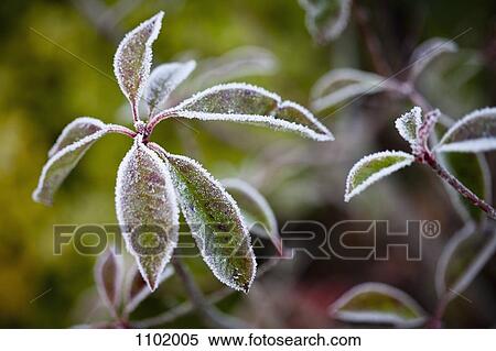 Stock Photography - Leaves covered in frost, close-up. Fotosearch
