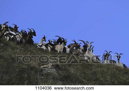 Stock Photograph - Mountain goats on Monte Rosa, Piedmont, Italy. Fotosearch