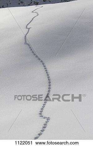 Pattern of footprints on snow View Large Photo Image Stock Image - Pattern of footprints on snow. Fotosearch