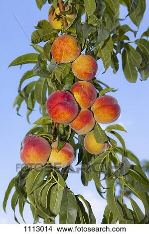 Peaches growing on a tree View Large Photo Image Picture - Peaches growing on a tree. Fotosearch