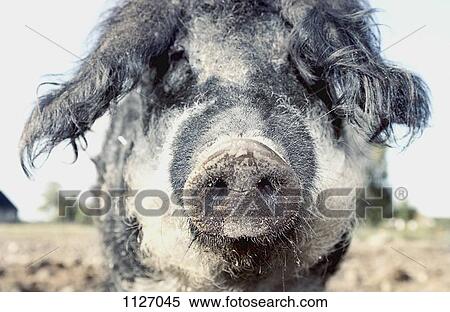 Pig on farm looking at camera View Large Photo Image Stock Photography - Pig on farm looking at camera. Fotosearch