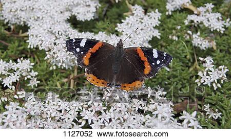 Red Admiral butterfly (Vanessa Atalanta), sits on apple blossom flowers in Springtime View Large Photo Image Stock Image - Red Admiral butterfly (Vanessa Atalanta), sits on apple blossom flowers in Springtime. Fotosearch
