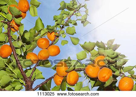 The sun shining on apricots growing on an apricot tree View Large Photo Image Stock Photography - The sun shining on apricots growing on an apricot tree. Fotosearch
