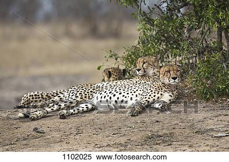 Three cheetahs lying side by side View Large Photo Image Stock Photography - Three cheetahs lying side by side. Fotosearch