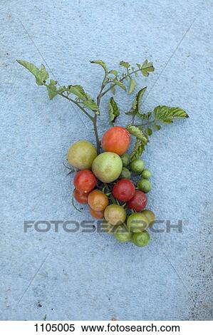 Stock Photography - Tomatoes on a vine. Fotosearch