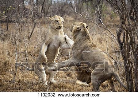 Two female lions playing View Large Photo Image Stock Image - Two female lions playing. Fotosearch