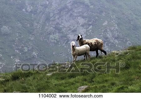 Two goats standing in grass View Large Photo Image Stock Image - Two goats standing in grass. Fotosearch