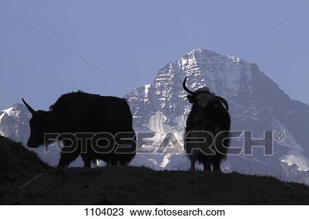 Two mountain goats silhouetted, focus on Breithorn Mountain in background View Large Photo Image Stock Image - Two mountain goats silhouetted, focus on Breithorn Mountain in background. Fotosearch