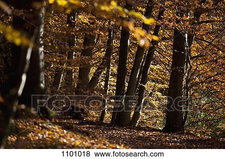 View of a forest in autumn View Large Photo Image Stock Photo - View of a forest in autumn. Fotosearch