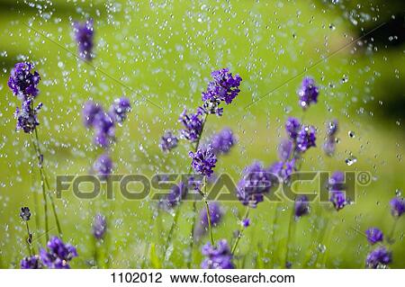 Water drops falling on lavender flowers View Large Photo Image Stock Image - Water drops falling on lavender flowers. Fotosearch
