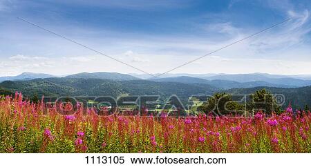 Wildflowers in the Black Forest, Germany View Large Photo Image Stock Photography - Wildflowers in the Black Forest, Germany. Fotosearch