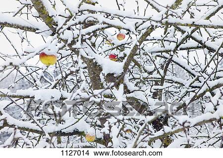 Winter apple tree View Large Photo Image Picture - Winter apple tree . Fotosearch