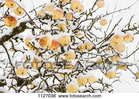 Winter apple tree View Large Photo Image Stock Photo - Winter apple tree. Fotosearch