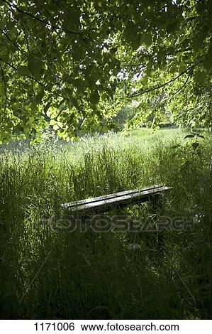 A bench amongst lush foliage in a remote natural setting View Large Photo Image Stock Photograph - A bench amongst lush foliage in a remote natural setting. Fotosearch