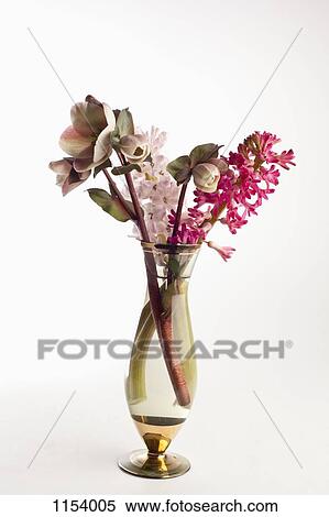 A bouquet of flowers, including Lenten roses (Helleborus orientalis) and hyacinth View Large Photo Image Stock Photography - A bouquet of flowers, including Lenten roses (Helleborus orientalis) and hyacinth. Fotosearch