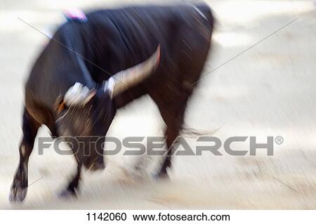 Stock Image - A bull in an arena. Fotosearch