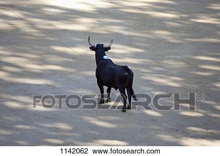 A bull in an arena View Large Photo Image Stock Image - A bull in an arena. Fotosearch