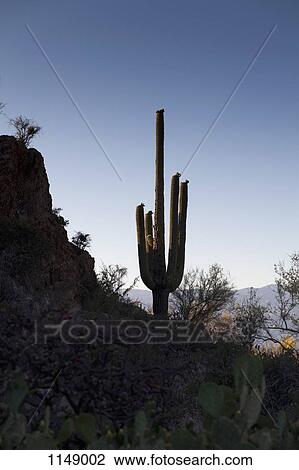 A cactus in a desert at dusk, Tucson, Arizona, USA View Large Photo Image Stock Image - A cactus in a desert at dusk, Tucson, Arizona, USA. Fotosearch