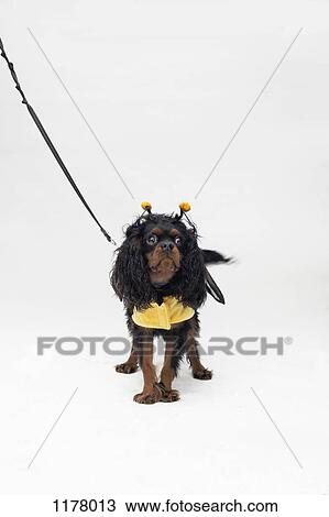 A Cavalier King Charles Spaniel wearing a bee costume View Large Photo Image Stock Image - A Cavalier King Charles Spaniel wearing a bee costume. Fotosearch