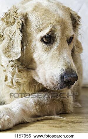 A dog lying down View Large Photo Image Stock Photograph - A dog lying down. Fotosearch