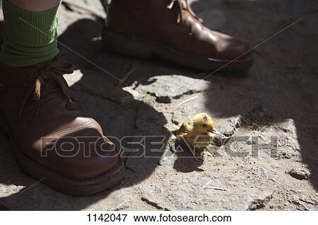A duckling near the feet of a man View Large Photo Image Stock Photo - A duckling near the feet of a man. Fotosearch