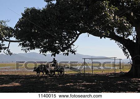 A farmer driving an ox cart, Inle Lake, Burma View Large Photo Image Stock Photography - A farmer driving an ox cart, Inle Lake, Burma. Fotosearch