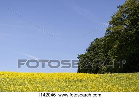 A field of flowering rapeseed (Brassica napus) View Large Photo Image Stock Photograph - A field of flowering rapeseed (Brassica napus). Fotosearch