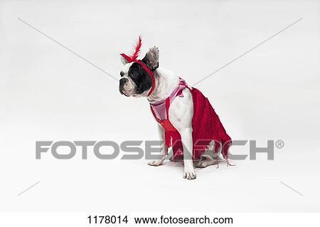 A French Bulldog wearing a red flapper costume View Large Photo Image Picture - A French Bulldog wearing a red flapper costume. Fotosearch