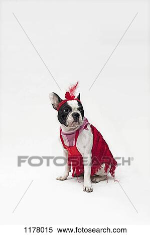 A French Bulldog wearing a red flapper costume View Large Photo Image Stock Photography - A French Bulldog wearing a red flapper costume. Fotosearch
