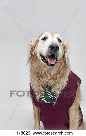 A golden retriever wearing a tie and sweater vest View Large Photo Image Stock Image - A golden retriever wearing a tie and sweater vest. Fotosearch