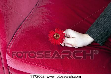 A hand holding a dark pink Gerbera Daisy on a dark pink sofa View Large Photo Image Stock Image - A hand holding a dark pink Gerbera Daisy on a dark pink sofa. Fotosearch