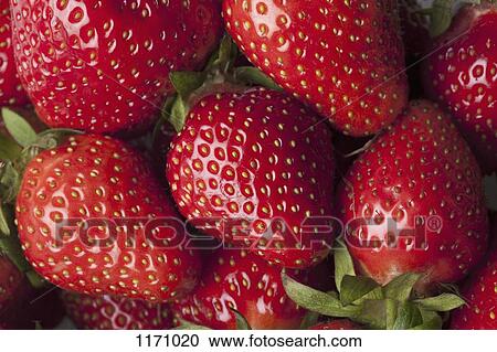 A heap of strawberries, full frame View Large Photo Image Stock Image - A heap of strawberries, full frame. Fotosearch