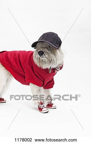 A Maltipoo wearing a baseball uniform and cap View Large Photo Image Stock Image - A Maltipoo wearing a baseball uniform and cap. Fotosearch